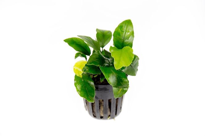 Hovedbilde Anubias Coin Leaf Akvarieplante