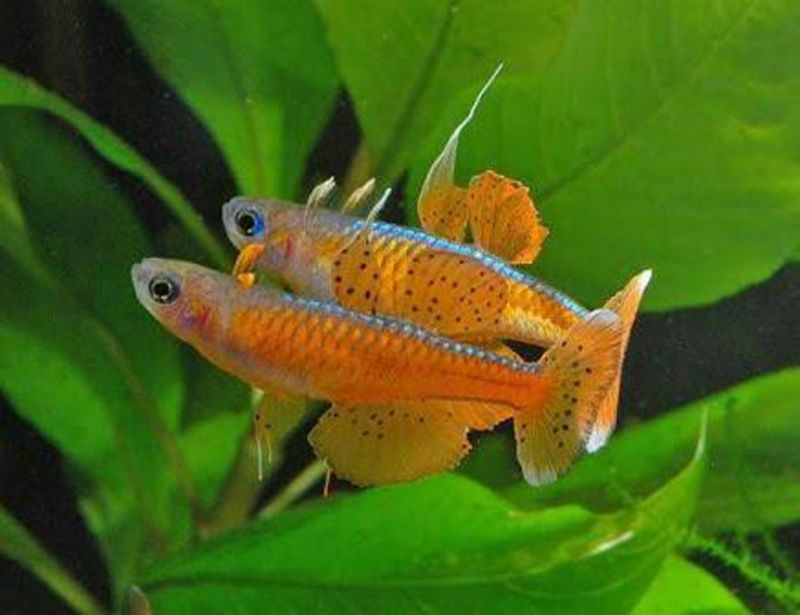 Pseudomugi Luminatus