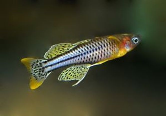 Hovedbilde  Pseudomugil gertrudae