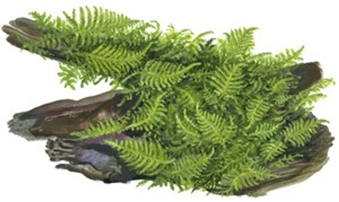 Hovedbilde Vesicularia dubyana 