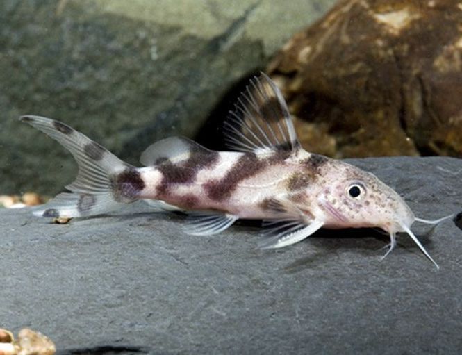 Hovedbilde Synodontis Decorus 
