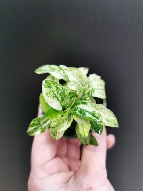 Hovedbilde Anubias Nana Pinto (sjelden)