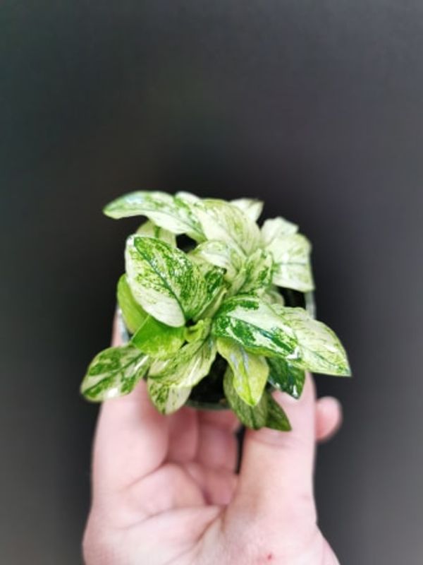 Anubias Nana Pinto (sjelden)