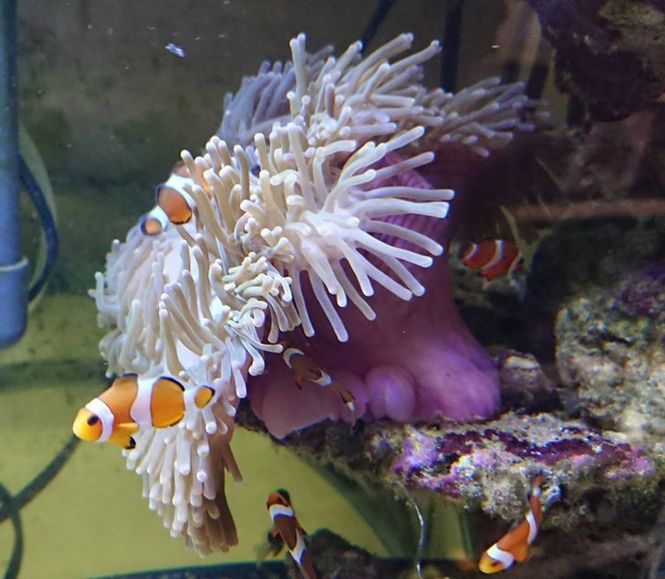 Hovedbilde ANEMONE  /Heteractis sp