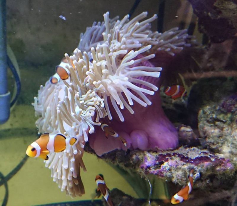 ANEMONE  /Heteractis sp