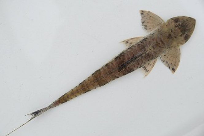 Hovedbilde Dasyloricaria filamentosa 10-12cm