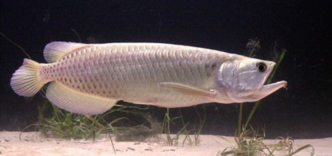 Hovedbilde Scleropages jardinii Arowana 20cm 