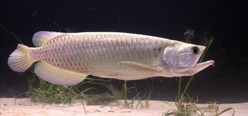 Scleropages jardinii Arowana 20cm 