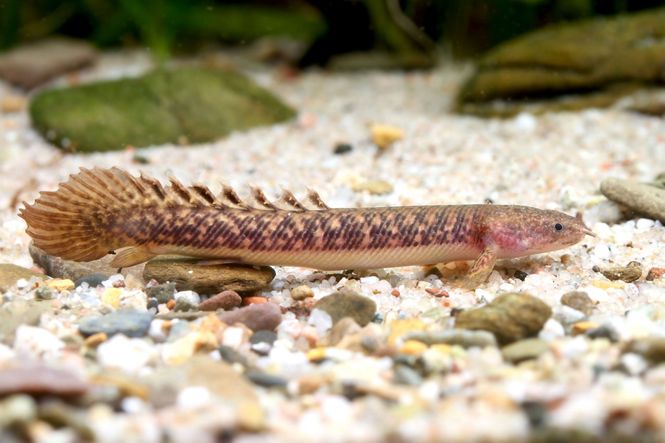 Hovedbilde POLYPTERUS TEUGLESI 8-10cm