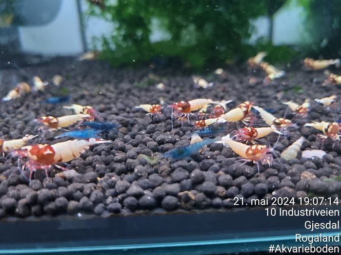 Hovedbilde Caridina Red pinto 