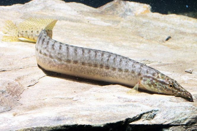 Hovedbilde Macrognathus pancalus 