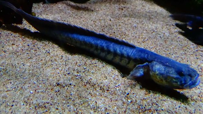 Hovedbilde Drage Goby Gobioides broussonnetii  VF 18-20cm