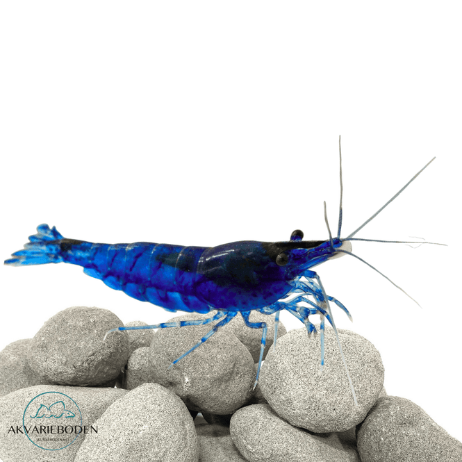 Hovedbilde Neocaridina davidi blue mary