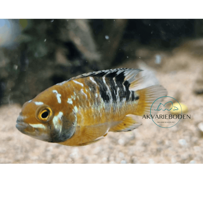 Hovedbilde IVANACARA BIMACULATA  