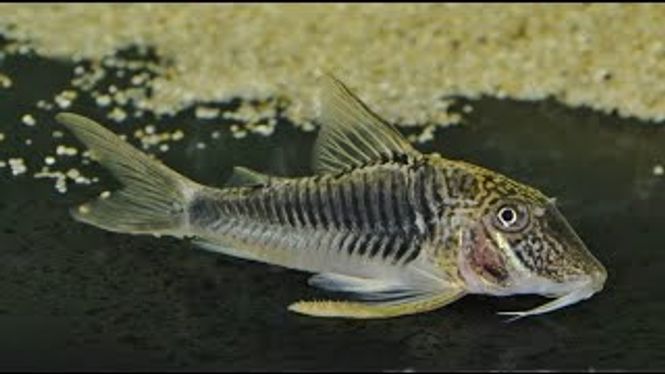 Hovedbilde Corydoras Geoffroy VF