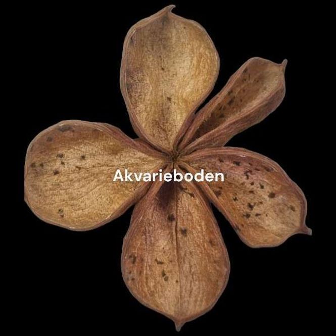 Hovedbilde Land lotus  Sterculia urens