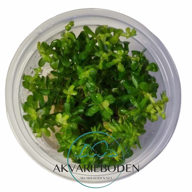 Hovedbilde Pogostemon yatabenus Invitro (sjelden)
