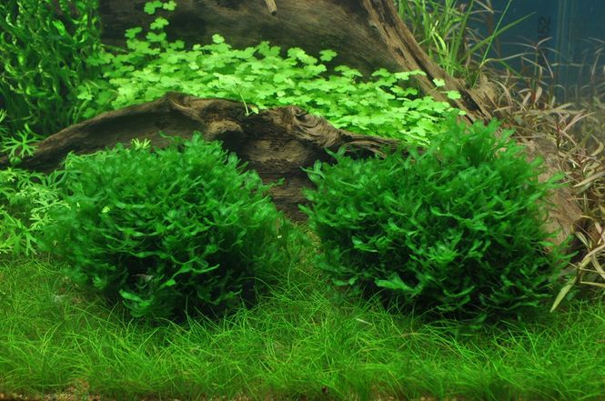 Hovedbilde Monosolenium tenerum - 1-2 Grow!