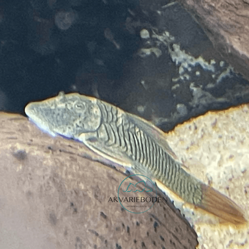 L276 Chaetostoma aff. lineopunctatum 