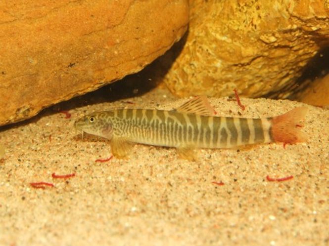 Hovedbilde Schistura  vinciguerrae