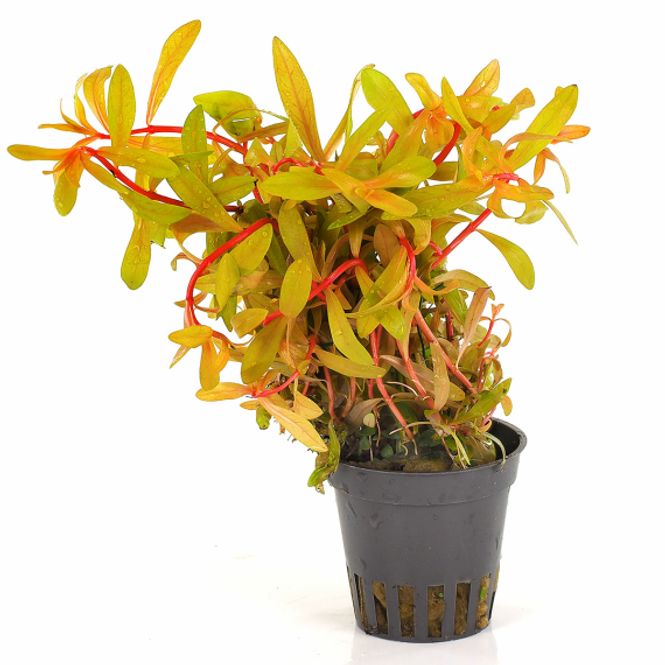 Hovedbilde AMMANNIA PEDICELLATA 'GOLDEN'  Akvarieplante