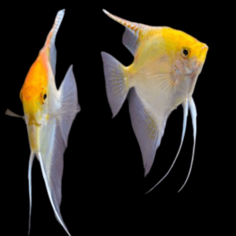 PTEROPHYLLUM SCALARE GOLD 3-4cm