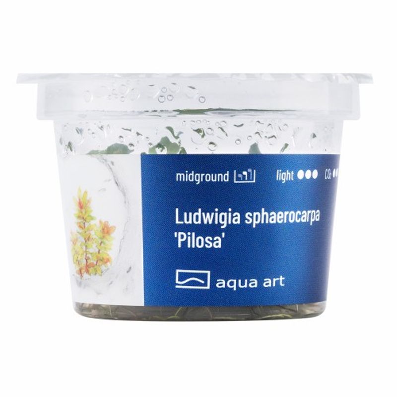 Aqua-Art Invitro Ludwigia sphaerocarpa 'Pilosa'