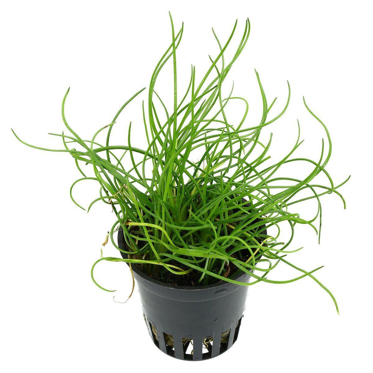 Littorella Uniflora Akvarieplante