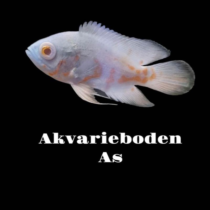 Astronotus ocellatus  Electric Blue
