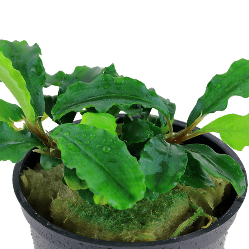 Bucephalandra pygmaea 'Bukit Kelam' potte