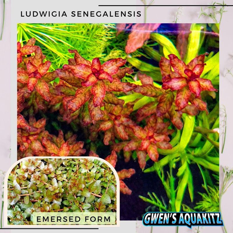 Ludwigia Senegalensis Guinea