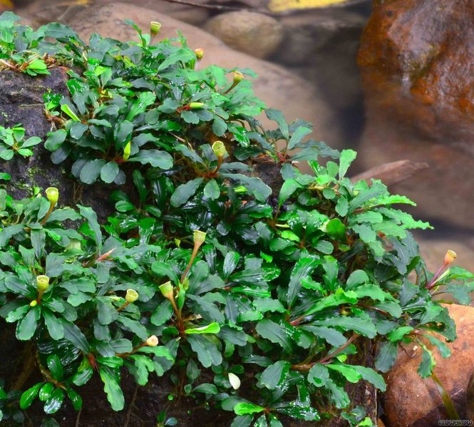 Hovedbilde Bucephalandra pygmaea 'Bukit Kelam'