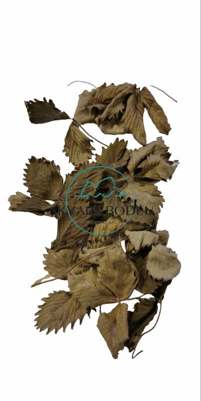 Wild strawberry leaves 30 pk
