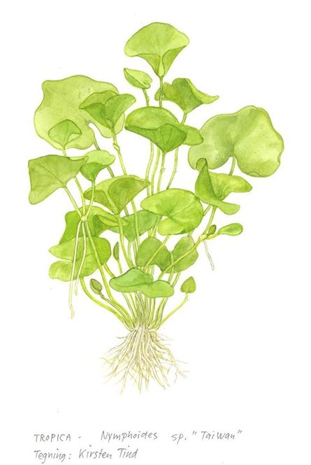 Hovedbilde Nymphoides hydrophylla 'Taiwan' 1-2 Grow