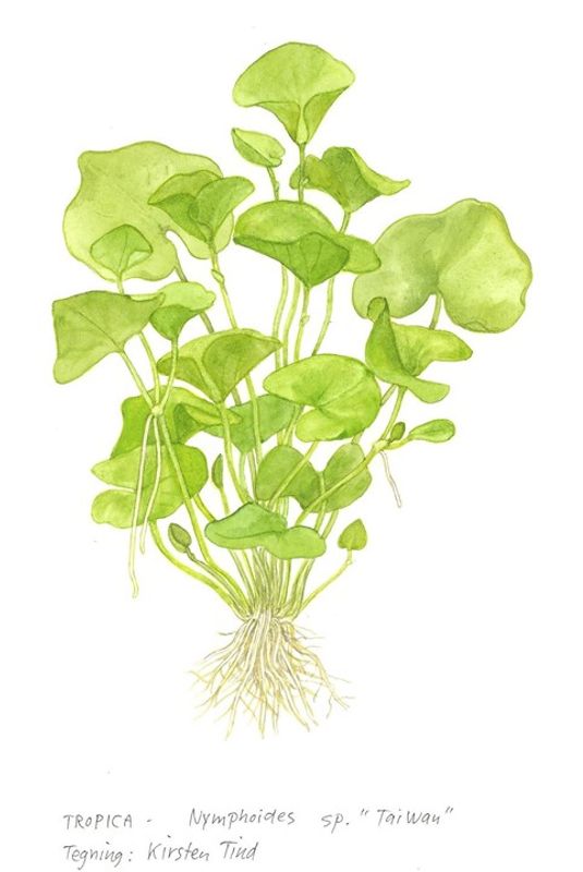 Nymphoides hydrophylla 'Taiwan' 1-2 Grow
