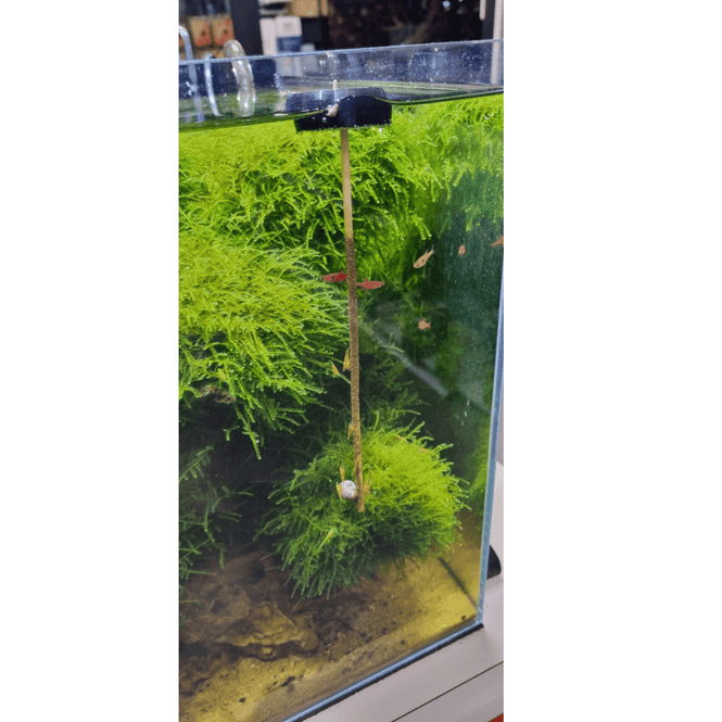 Hovedbilde AB Flytende Shrimp Lollies Holder Hvit