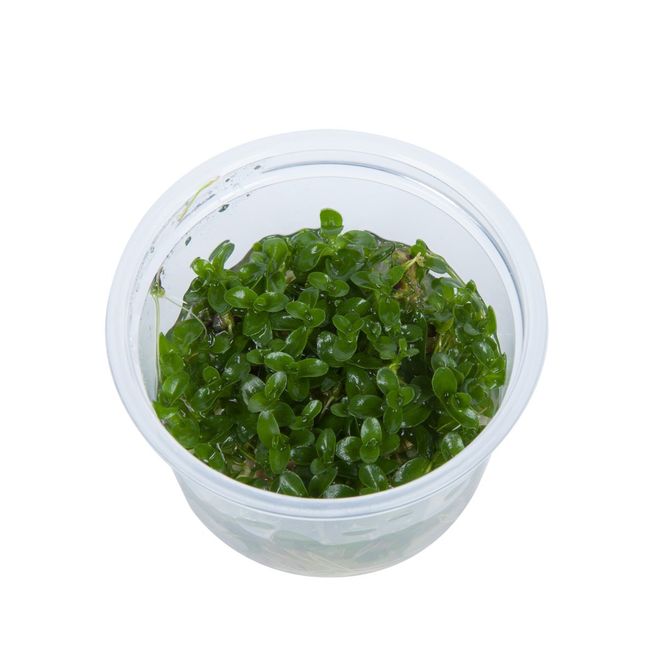 Hovedbilde Bacopa Carolina Invitro