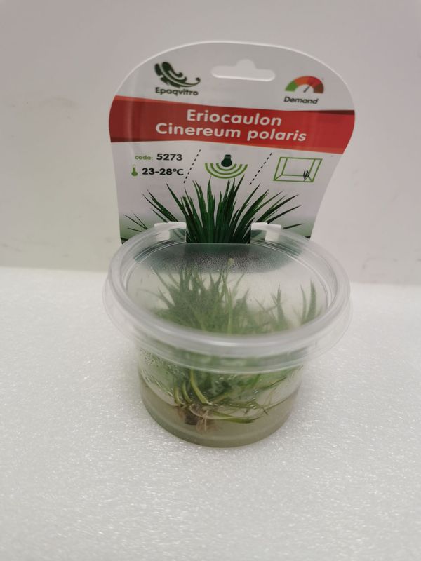Eriocaulon Cinereum polaris (InVitro)