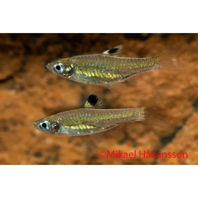 Hovedbilde Brevibora dorsiocellata / Øyeflekk Rasbora 