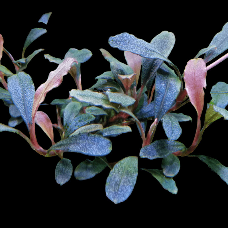 Bucephalandra Brownie Blue Invitro (sjelden)