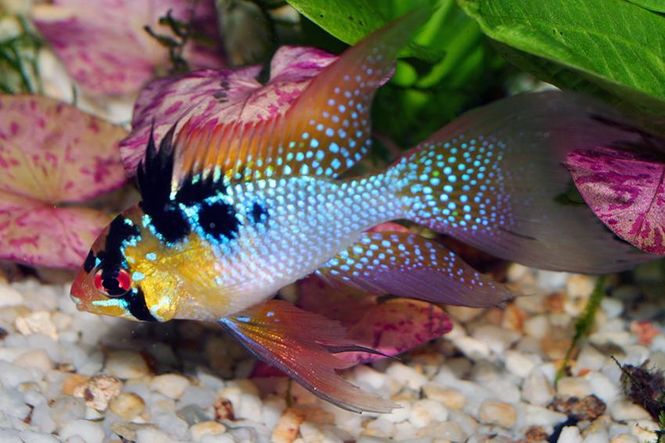 Hovedbilde Microgeophgus Ramirezi Longfin 