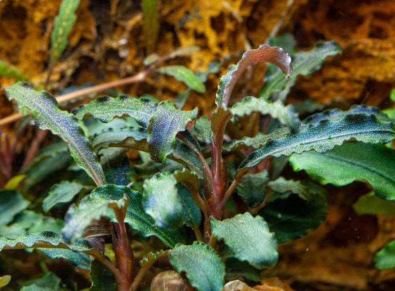 Bucephalandra Kedagang -  InVitro