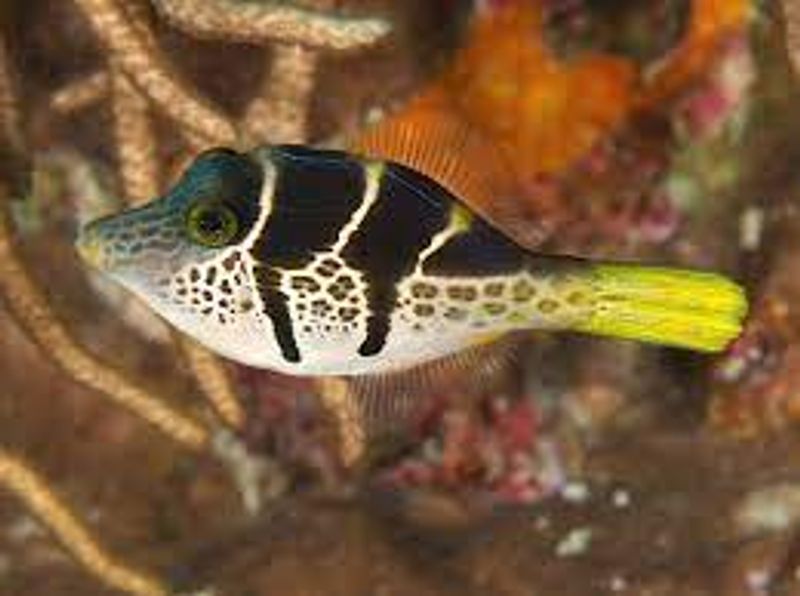 Paraluteres prionurus Mimic Filefish