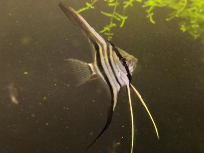 Hovedbilde Peru Pterophyllum Scalare VF 