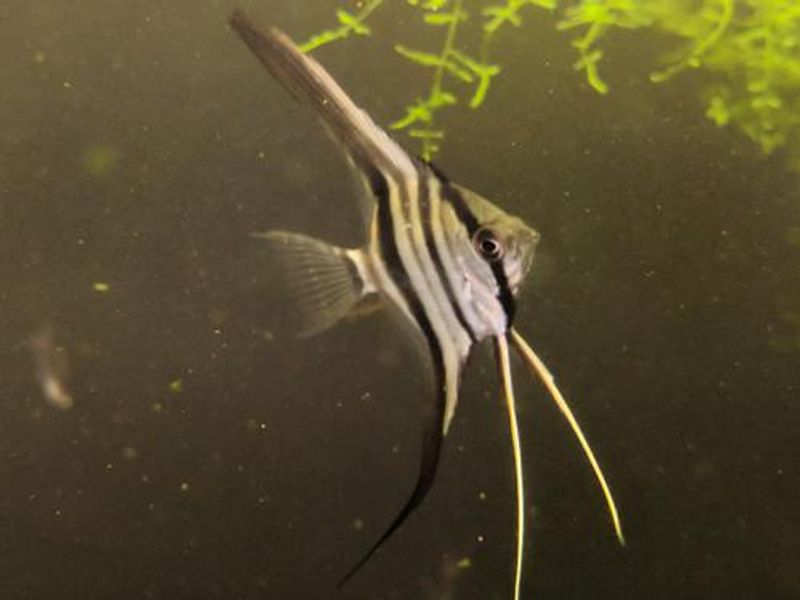 Pterophyllum Peru Scalare F1