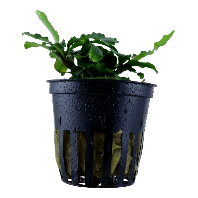 Bucephalandra pygmaea 'Bukit Kelam' potte