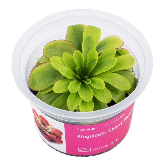 Hovedbilde Aqua-Art Invitro Pinguicula 'Cherry Blossom '