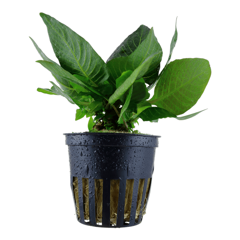 Hygrophila Dwarf corymbosa