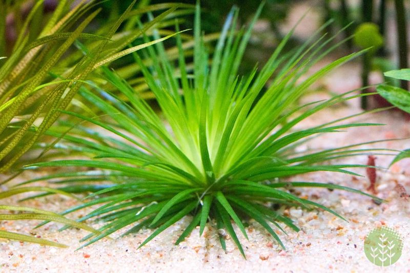 Eriocaulon sp Vietnam Akvarieplante