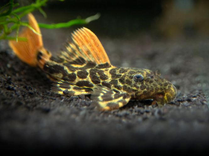 Hovedbilde L600 Pseudoacanthicus leopardus